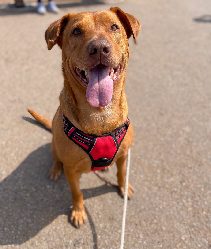 Clifford, a tan rescue Lab, sitting and smiling in his red harness